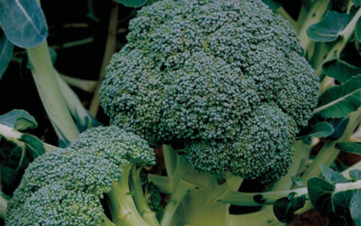 BENEFORTE® BROCCOLI