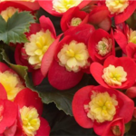 Koppe Begonia's