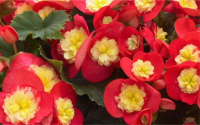 Koppe Begonia’s